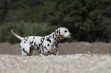 DALMATIEN 229